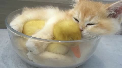 Cute cat and duck friendship