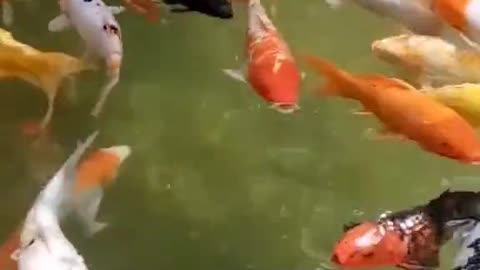 Des poissons qui nagent