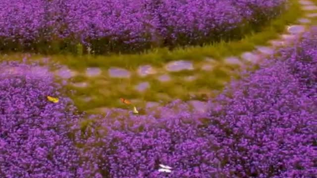 This sea of purple flowers is really beautiful