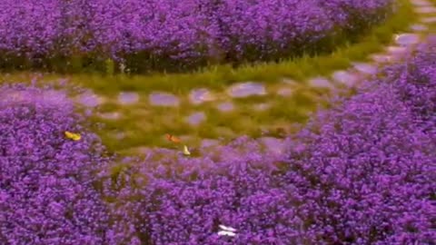 This sea of purple flowers is really beautiful