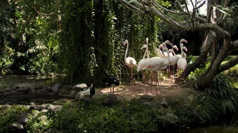 A group of flamingos on the shore of a lake