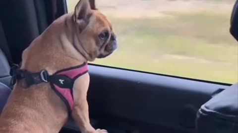 Animales graciosos y adorables