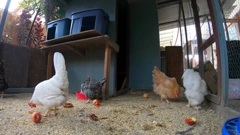 Backyard Chickens Eating Mukbang Fun Chickens Hens Roosters Clucking Crowing!