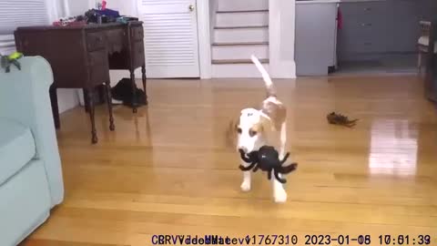 Puppy vs Spider Invasion Prank Cute Puppy Dog Indie Battles Spiders!
