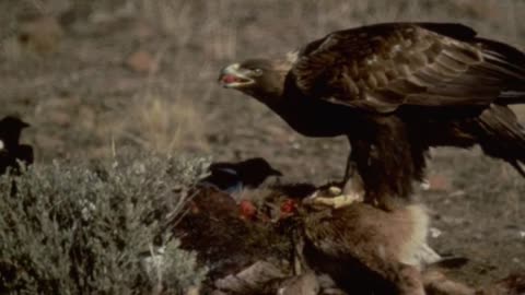 BALD EAGLE VS GOLDEN EAGLE - Which is more powerfull