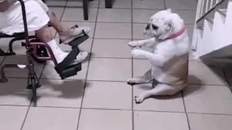 Funny dog 🐕 dancing 😂🥰