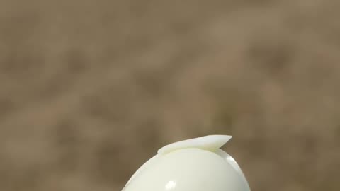 EGG Experiment