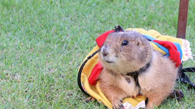 Cute Prairie dog Funny Video ❤️