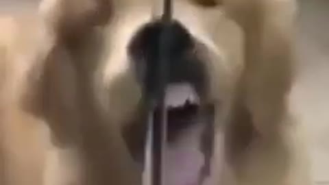 Cute Puppy Gets Its Face Stuck In Sliding Door