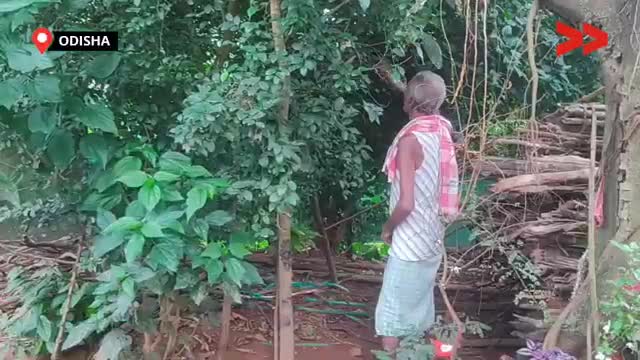 ବାର୍ଦ୍ଧକ୍ୟ କିକଳଙ୍ଗ ଙ୍କ ଭତ୍ତା ନପାଇ ଦୁଃଖ ବଢୁଛି Elderly People in Rayagada pleads for Pension