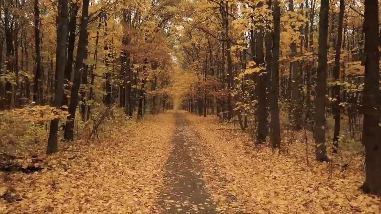 Enchanting Autumn Forests with Beautiful Piano Music