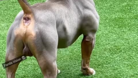 Pitbull Dog #short #vedio