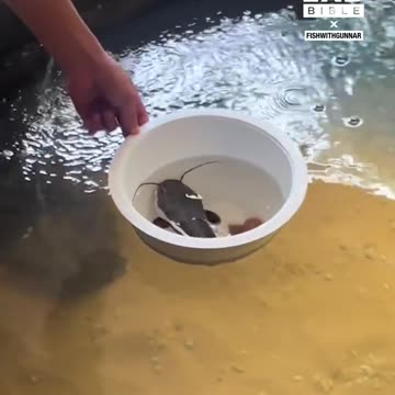 Our fish ended up a beast