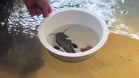 Our fish ended up a beast