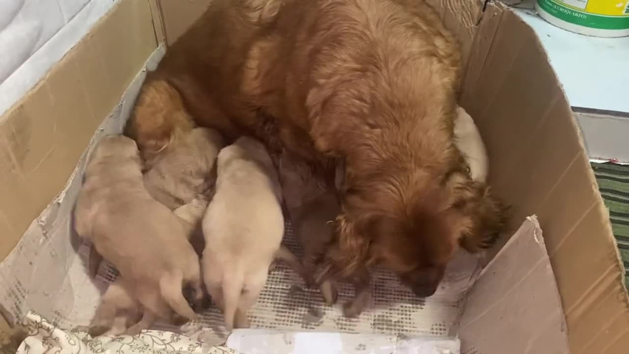 Toska golden retriever