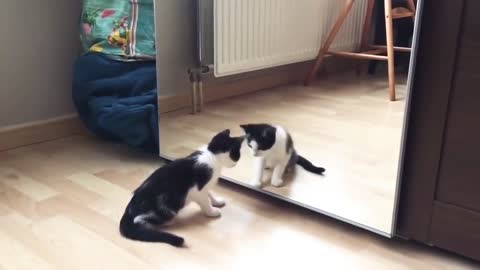 funny cat and mirror