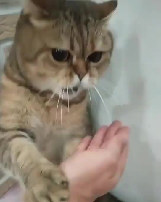 The cat fights with its owner in a beautiful and funny way