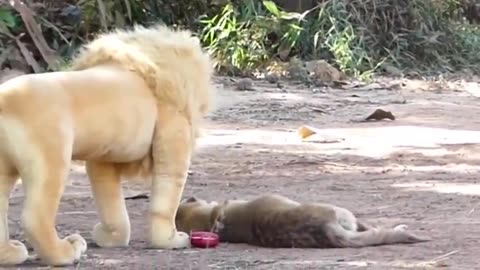 PRANK DOG WITH FAKE LION