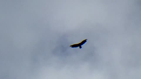 Turkey Vulture