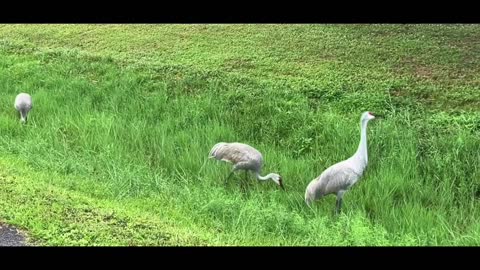 Thanksgiving Sandhill Cranes