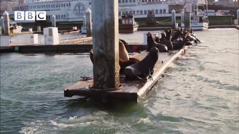 Earthflight - Beautiful flight of Pelicans past Golden Gate Bridge and Alcatraz (David Tennant)