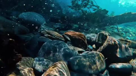 Beautiful videos