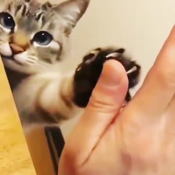 funny cat video 4