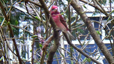 Purple Finch