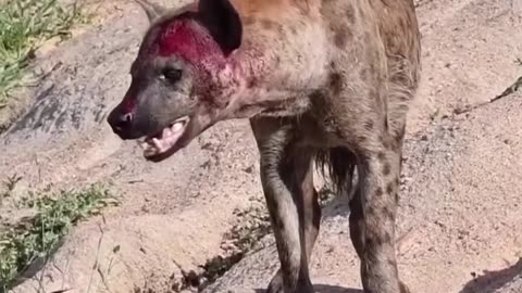 Dogs attack
