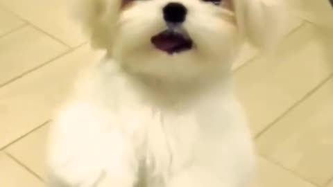 Cute puppy very cute puppy #doglover #dancingbaby