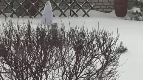 Russian man doused with cold water and dives into the snow in winter Part1