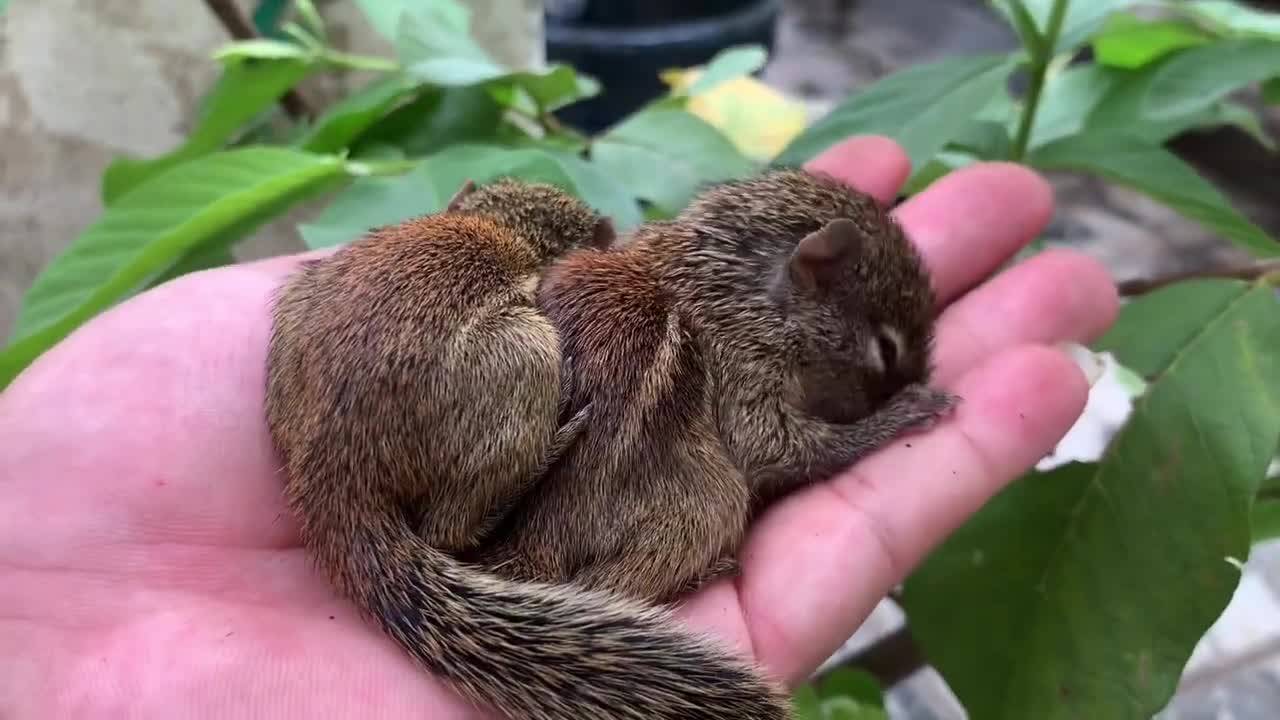 AWW Animals SOO Cute! Cutest Baby Animals