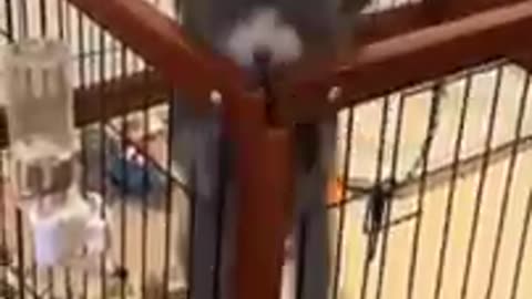 Funny Animals..