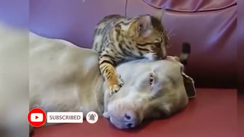 Unbelievable Animal Shenanigans: The Funniest Moments Caught on Camera! 😆🐾