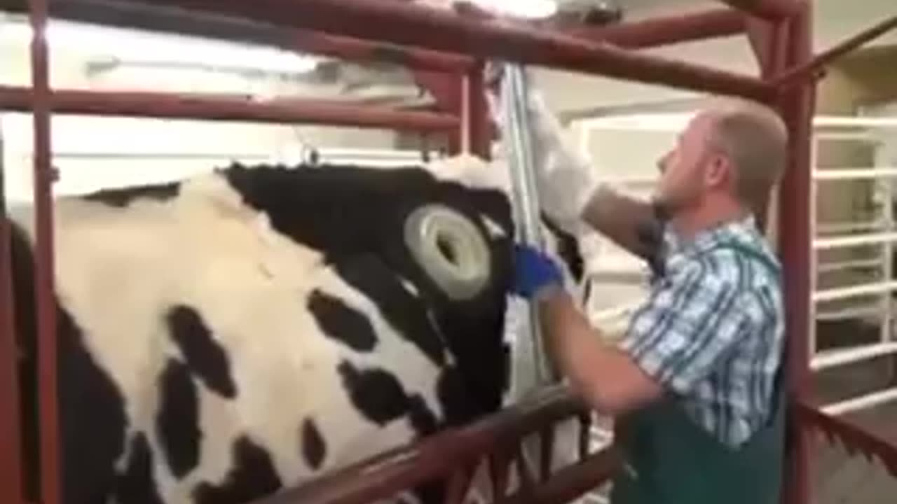 Our future ECO-COW , an Animal that NO longer needs to eat by Mouth.
