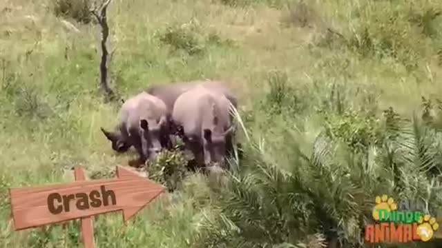 RHINOCEROS * | Animals For Kids | All Things Animal TV