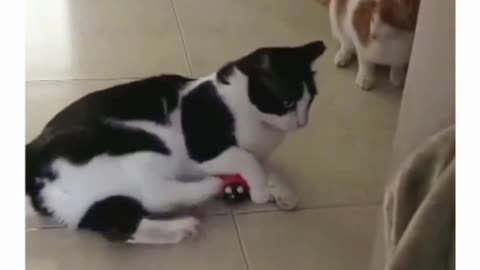 Viral cat funny video 🤣🤣