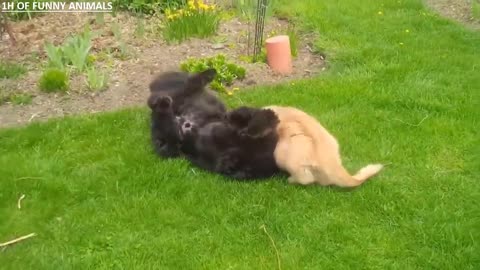 One hour long version, a collection of funny animals. Let you enjoy it once and for all!