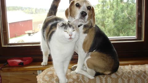 🐕 Worst Dogs For Cats - TOP 10 Dog Breeds That Hate Cats!