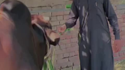 Eid ul adha
