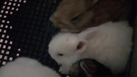 My little bunnies are still born