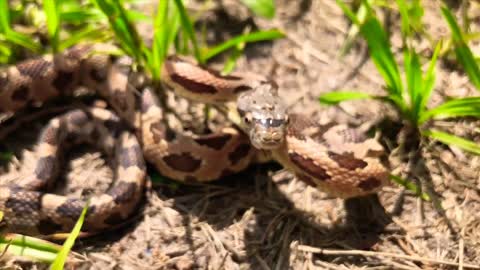 Snake Behavior Ft. All My Pet Snakes (Ball Pythons, Brazilian Rainbow Boa, Texas Rat Snake)