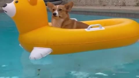 I love puppy