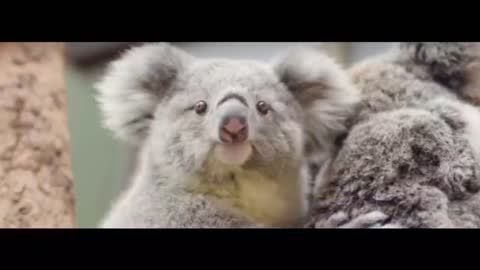 What a lovely koala, playing freely