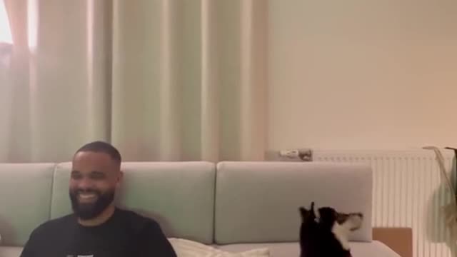 Funny dogs funny video dogs trening dogs video funny video