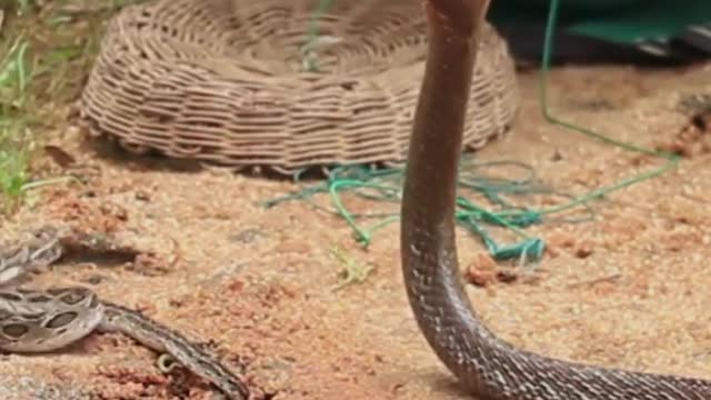 The King Cobra Snake, Deadliest Only Snake #Snake #Short #SnakeVideo #SnakeOnly #snakes #viral