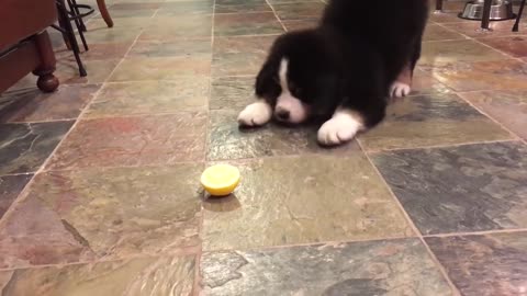 Bernese Mountain Dog Filhote de cachorro vs limão