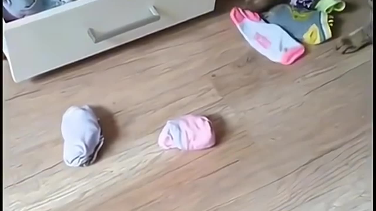 Funny animals 😂😂 #pet #cat #dog #instagram #viral #viralpost #fun #funny #Amazing