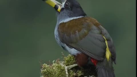 Birds