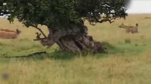 Teasing The Lion, The Hyena Was Suddenly Attacked Tragically And Painfully Disabled